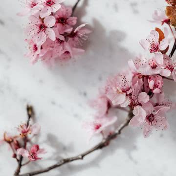 【新着3位】桜|春のiPhone壁紙