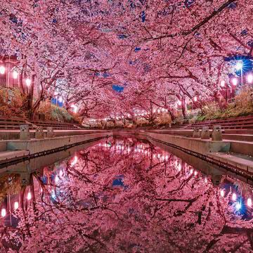 【22位】夜桜|春のiPhone壁紙