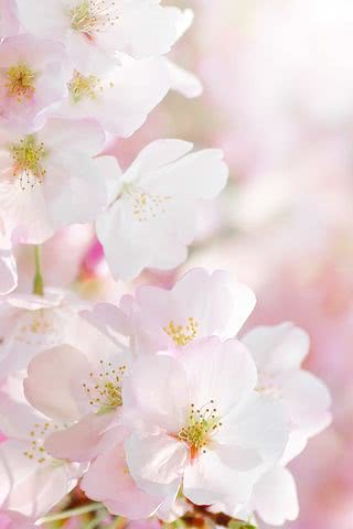 【34位】桜の花|春のiPhone壁紙