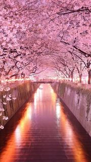 【35位】満開の夜桜|春のiPhone壁紙