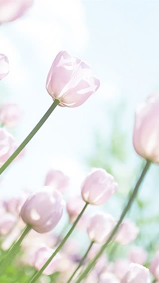 【10位】ピンクのチューリップ畑|春のiPhone壁紙