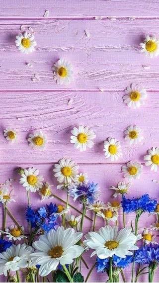 【36位】春にピッタリな花の壁紙|春のiPhone壁紙