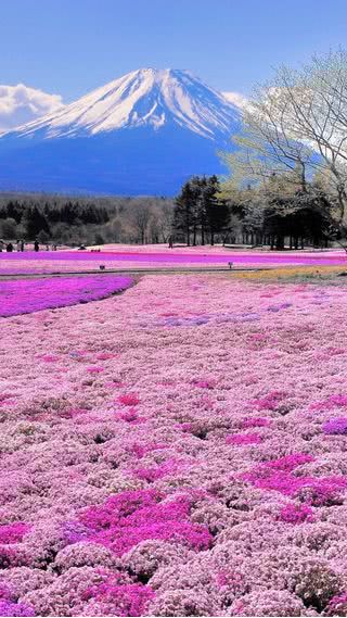 【29位】春の富士山|春のiPhone壁紙